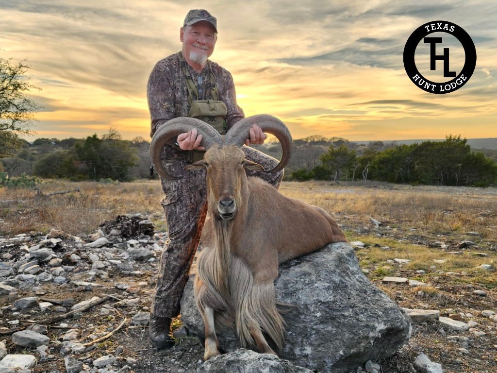 Aoudad ram trophy at sunset, Texas Hunt Lodge